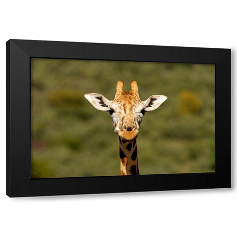 Curious Giraffe Black Modern Wood Framed Art Print with Double Matting by Jimmyz