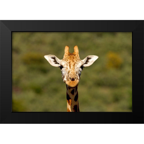 Curious Giraffe Black Modern Wood Framed Art Print by Jimmyz