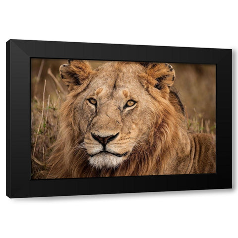 King of the Wild II Black Modern Wood Framed Art Print by Jimmyz