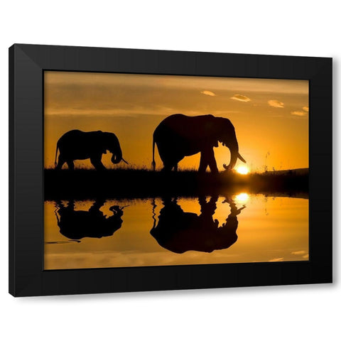 Elephants at Sundown Black Modern Wood Framed Art Print with Double Matting by Jimmyz