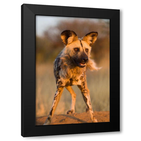 Hyena Stare Black Modern Wood Framed Art Print by Jimmyz