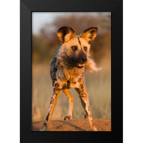 Hyena Stare Black Modern Wood Framed Art Print by Jimmyz