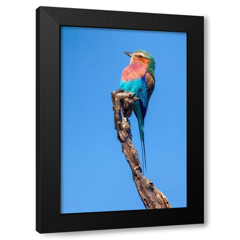 Hummingbird Sight Black Modern Wood Framed Art Print with Double Matting by Jimmyz