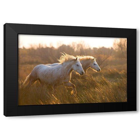 Two Horses Galloping Black Modern Wood Framed Art Print with Double Matting by Jimmyz