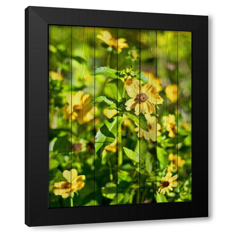 Daisies on Wood Black Modern Wood Framed Art Print with Double Matting by Nawrocke, Bruce