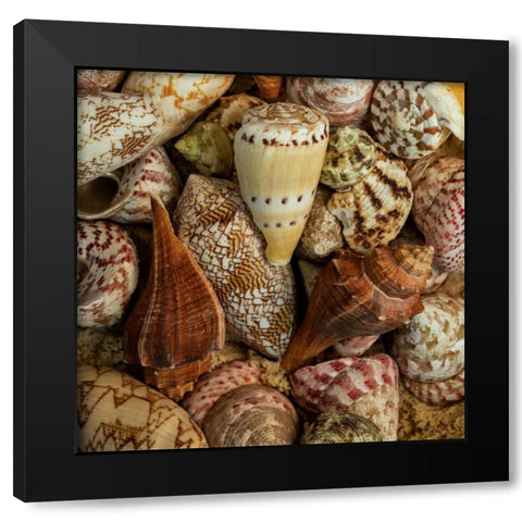 Mini Conch Shells I Black Modern Wood Framed Art Print by Amos, Andy
