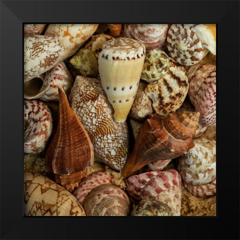 Mini Conch Shells I Black Modern Wood Framed Art Print by Amos, Andy