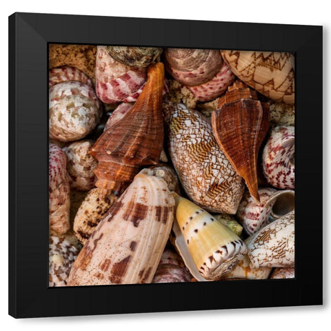 Mini Conch Shells II Black Modern Wood Framed Art Print by Amos, Andy