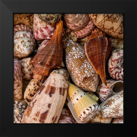 Mini Conch Shells II Black Modern Wood Framed Art Print by Amos, Andy