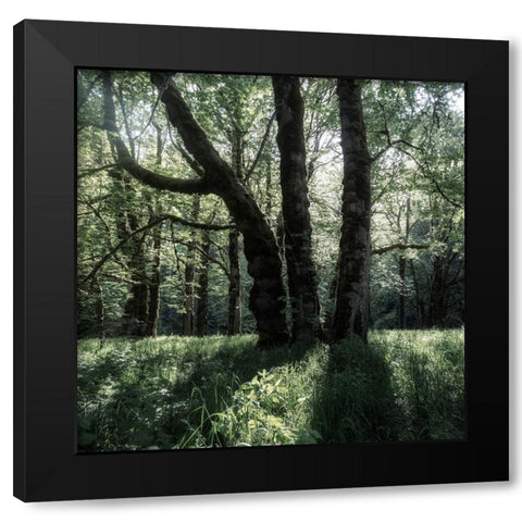 Forest Morning Black Modern Wood Framed Art Print with Double Matting by Amos, Andy