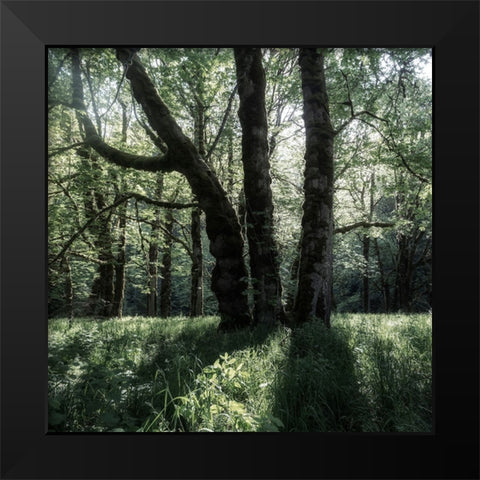 Forest Morning Black Modern Wood Framed Art Print by Amos, Andy
