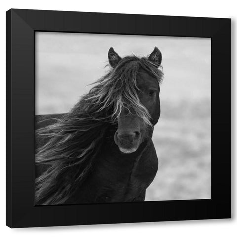 Icelandic Mare Black Modern Wood Framed Art Print by Walker, Carol