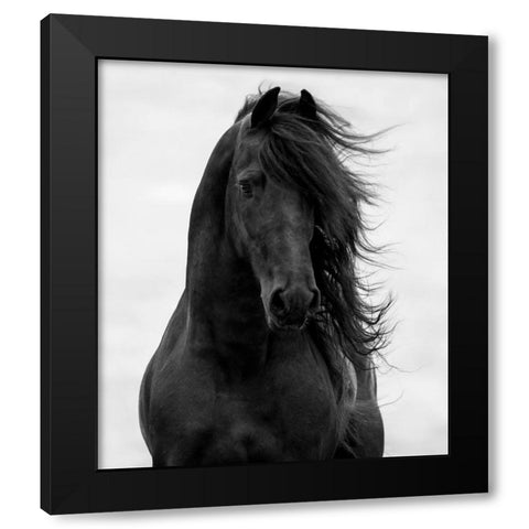 Majestic Dark Horse Black Modern Wood Framed Art Print with Double Matting by Walker, Carol