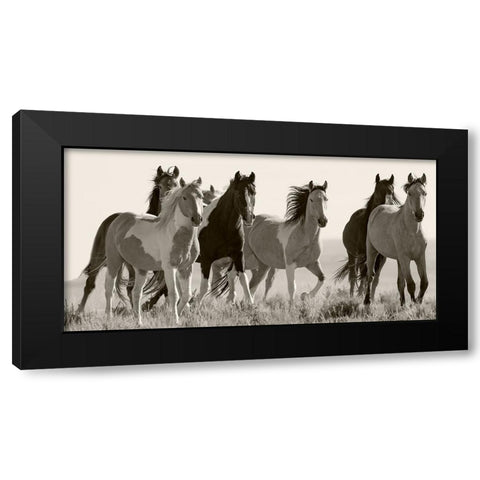 Black And White Horses in the Wild Black Modern Wood Framed Art Print by Walker, Carol