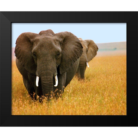 Elephant Plains Black Modern Wood Framed Art Print by Mansfield, Kathy