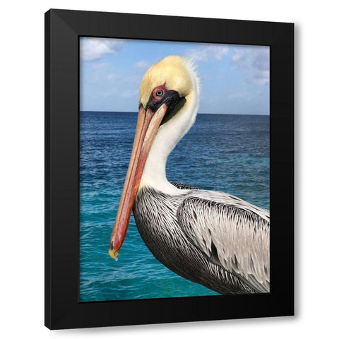 Pelican Black Modern Wood Framed Art Print with Double Matting by DeRice, Julie