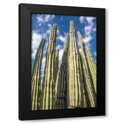 Tall Garden of Cactus Black Modern Wood Framed Art Print with Double Matting by Bill Carson Photography