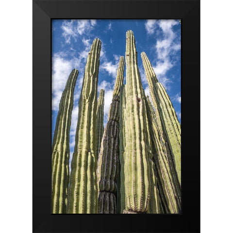 Tall Garden of Cactus Black Modern Wood Framed Art Print by Bill Carson Photography