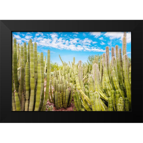 Cactus Garden Black Modern Wood Framed Art Print by Bill Carson Photography