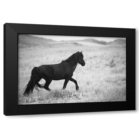 Black Pony Black Modern Wood Framed Art Print with Double Matting by Walker, Carol