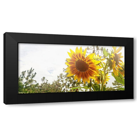 Summer Sunflower I Black Modern Wood Framed Art Print by Wilson, Kali