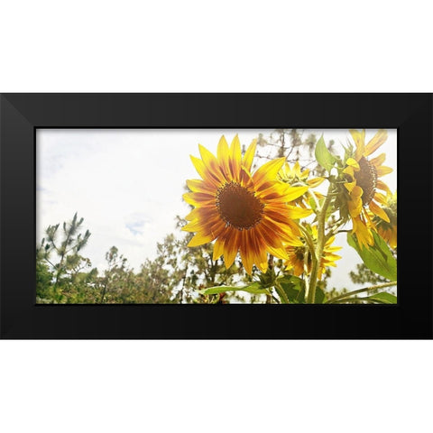 Summer Sunflower I Black Modern Wood Framed Art Print by Wilson, Kali