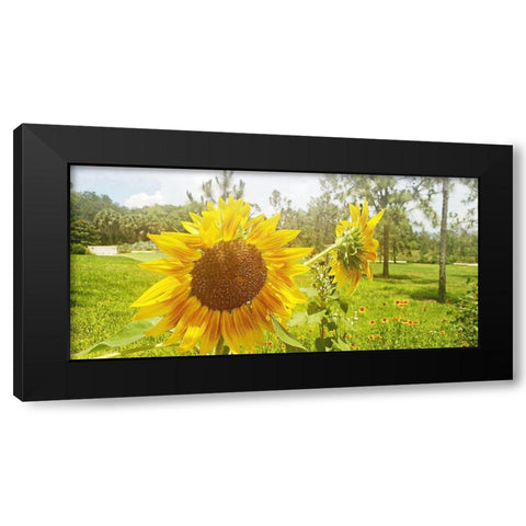 Summer Sunflower II Black Modern Wood Framed Art Print by Wilson, Kali