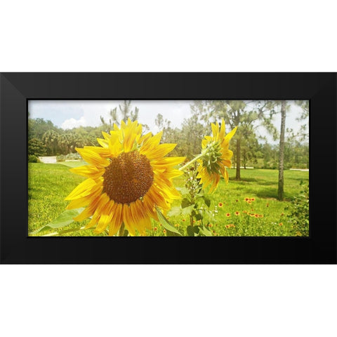 Summer Sunflower II Black Modern Wood Framed Art Print by Wilson, Kali