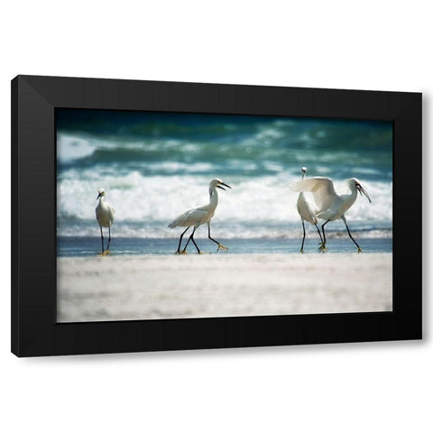 Egret Walk Black Modern Wood Framed Art Print with Double Matting by Nawrocke, Bruce