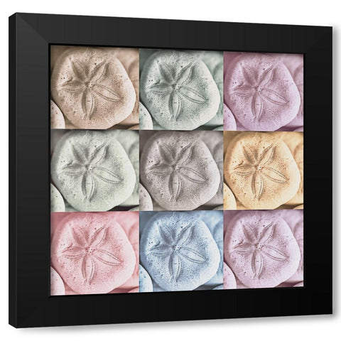 Harbor Sand Dollars Black Modern Wood Framed Art Print with Double Matting by Amos, Andy