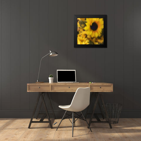 Sunflower Black Modern Wood Framed Art Print by Meneely, Dan