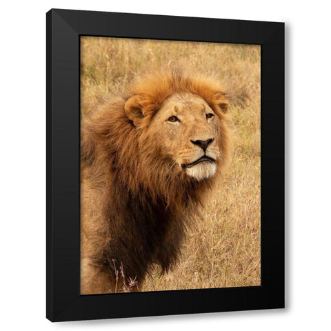 Lions Intent Stare Black Modern Wood Framed Art Print with Double Matting by Mansfield, Kathy