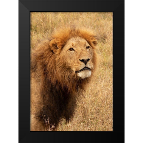 Lions Intent Stare Black Modern Wood Framed Art Print by Mansfield, Kathy