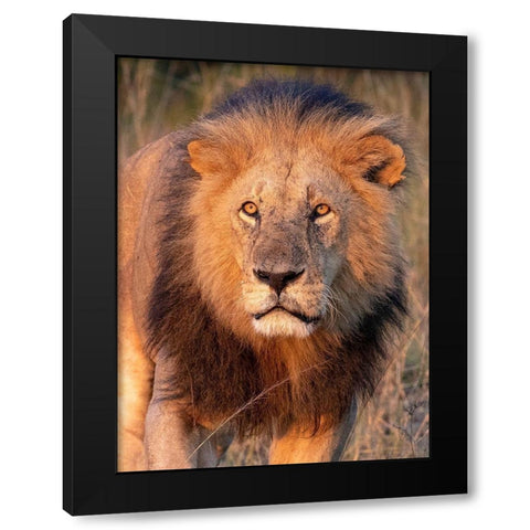 Approaching Lion Black Modern Wood Framed Art Print by Mansfield, Kathy