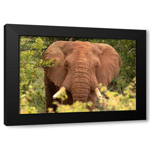 Elephant on Alert Black Modern Wood Framed Art Print with Double Matting by Mansfield, Kathy