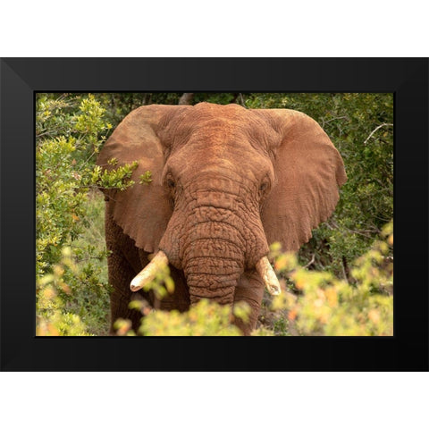 Elephant on Alert Black Modern Wood Framed Art Print by Mansfield, Kathy