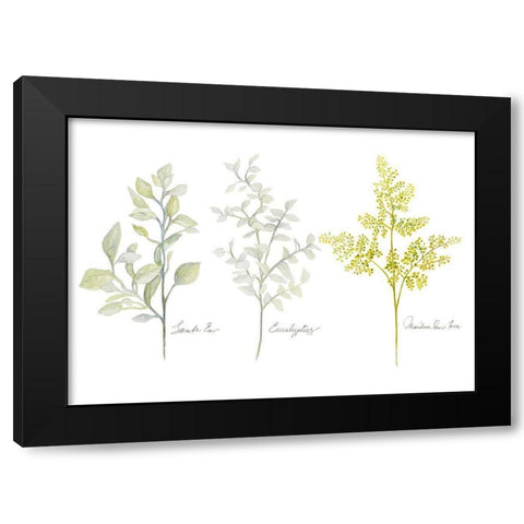 Named Ferns I Black Modern Wood Framed Art Print by Gaynor, Janice
