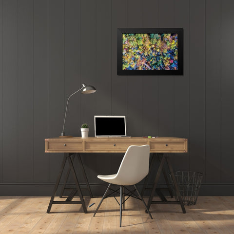 Aerial Fall Trees Black Modern Wood Framed Art Print by Veilleux, Jason