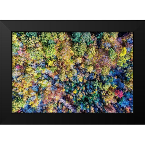 Aerial Fall Trees Black Modern Wood Framed Art Print by Veilleux, Jason