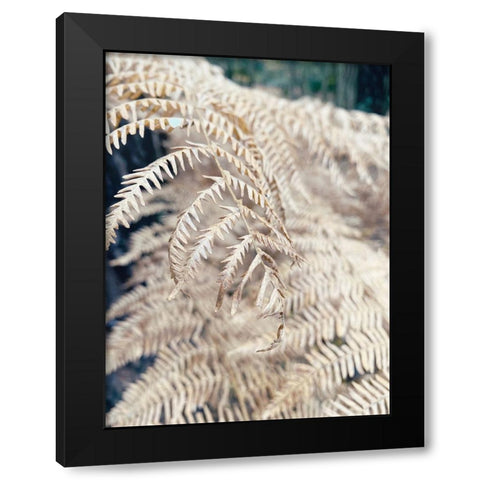 Cream Fern Black Modern Wood Framed Art Print with Double Matting by Jane, Sarah