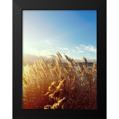 Beach Grass Black Modern Wood Framed Art Print by Jane, Sarah