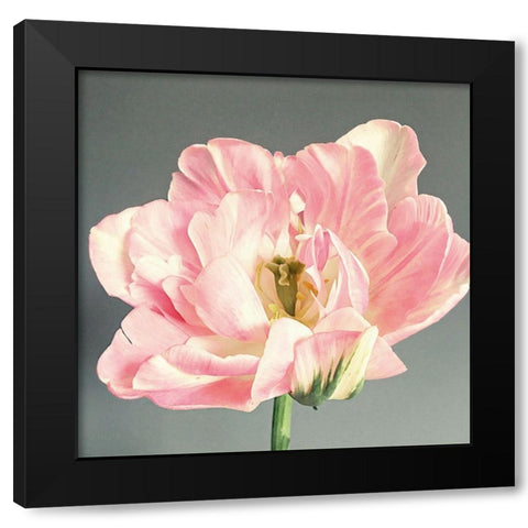 Pink Bloom Black Modern Wood Framed Art Print with Double Matting by Jane, Sarah