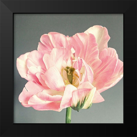 Pink Bloom Black Modern Wood Framed Art Print by Jane, Sarah