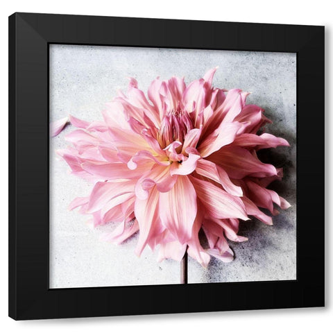 Freshly Picked from the Garden Black Modern Wood Framed Art Print by Jane, Sarah