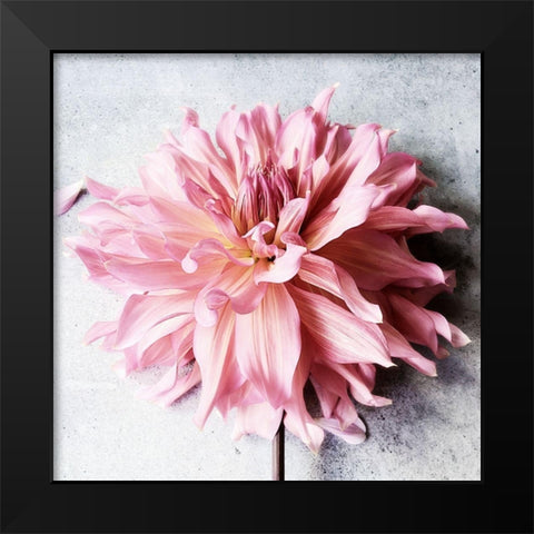 Freshly Picked from the Garden Black Modern Wood Framed Art Print by Jane, Sarah