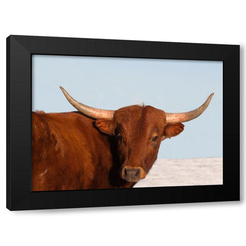 Steer Black Modern Wood Framed Art Print by Walker, Carol