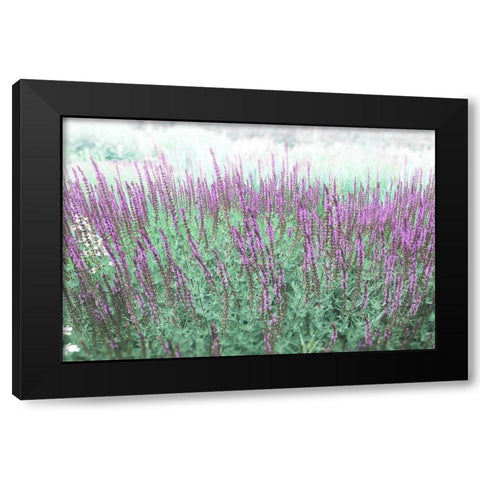 Lavender Garden Black Modern Wood Framed Art Print with Double Matting by Meneely, Dan