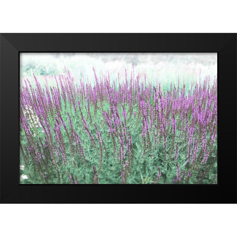 Lavender Garden Black Modern Wood Framed Art Print by Meneely, Dan