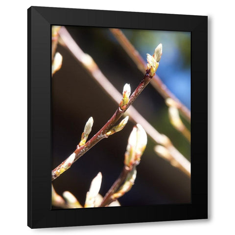 Into Nature I Black Modern Wood Framed Art Print with Double Matting by Hyler, JB