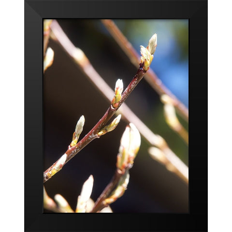 Into Nature I Black Modern Wood Framed Art Print by Hyler, JB